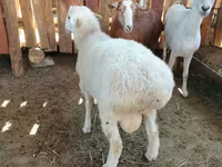 Qoʻchqor, Kazakh fat-tailed coarsewool sheep — 4-rasm