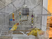 Məhsul: Qəfəsdə cüt papuqay (lovebird) və tam aksesuar dəsti Təsvir — фото 2