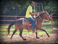 Stute, Standardbred — Foto 7