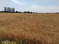 Salam. Yeni biçim arpa var. Qiymət 35 qəpikdən. Hazır 50 kiloluq — foto 1