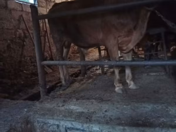 Bull, Cattle