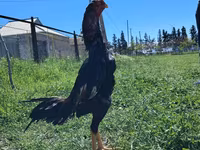 Chickens — 照片 3