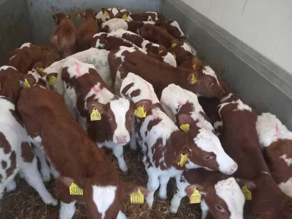 Бик, Simmental cattle