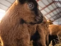 Goat, Saanen goat — photo 7