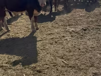 Бұқа, Swiss cattle — 3-сурет