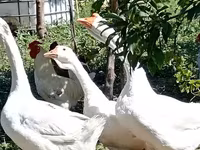 Лінда — фото 2