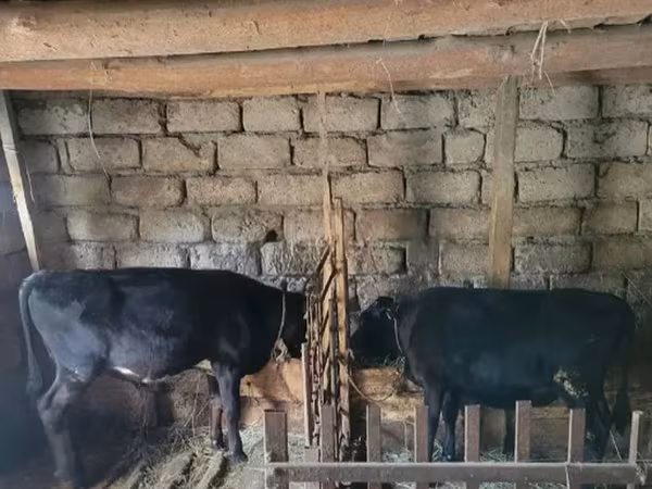 Бык, Коровы