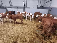 母牛, Cattle — 照片 4