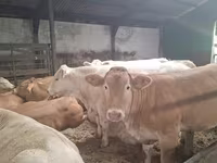 गाय, Blonde d’Aquitane cattle — फ़ोटो 2