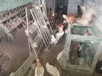 Chickens — 1-сурет