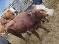 公牛, Kazakh White-headed cow — 照片 3