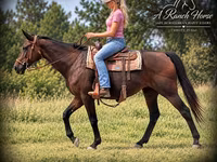 Stute, Quarter Horse — Foto 4
