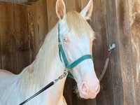Hengst, Rocky Mountain Horse — Foto 8