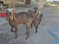 母山羊, Alpine goat — 照片 2