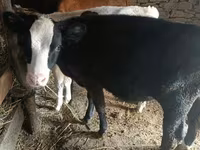 Bulle, Holstein-Rasse — Foto 8