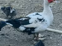 Ducks — foto 3