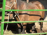فرس, Kazakh horse — الصورة 2