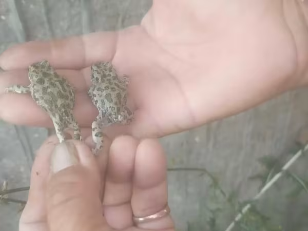 Məhsul: İki ədəd xırda qurbağa (yaşıl-boz ləkəli) Təsvir: - Təbii