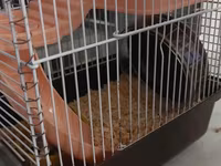 Qefesde 2 hamster cunqarik var. Sebeti alana hamsterleri ödənişsiz — Foto 1