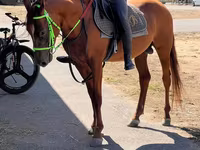 حصان, Karabakh horse — الصورة 1