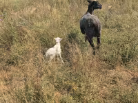 Schaf, Romanov sheep — Foto 5