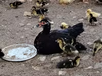 Ducks — الصورة 3