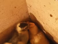Ducks — Foto 5