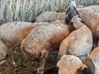 أغنام (دفعة، الجنس غير محدد), Hissar sheep — الصورة 5