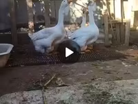 Geese — Foto 3
