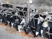 Toro, Russian Black pied cattle — foto 3