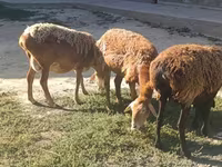 Schaf, Arashan sheep — Foto 5