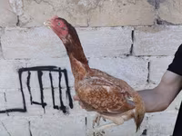 Chickens — الصورة 8