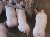 Eber, Schweine — Foto 3