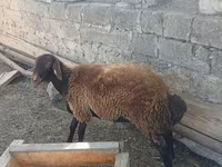 Sheep, Sheep — photo 2