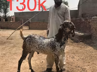 Cabras (lote, sexo no especificado), Najdi goat — foto 5