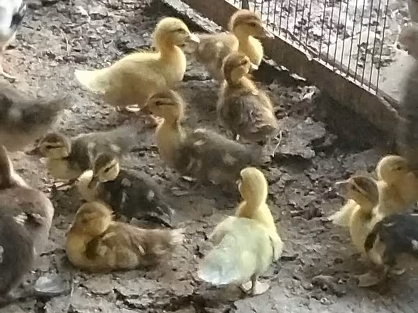 Ducks