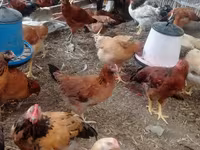 Chickens — Foto 4