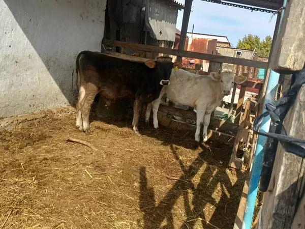 Бик, Swiss cattle