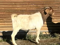 母山羊, Toggenburg goat — 照片 4
