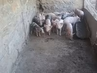 मादा सूअर, सूअर — फ़ोटो 1
