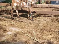 Ziege, Nubian Goat — Foto 1