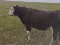 Toro, Russian Black pied cattle — foto 1