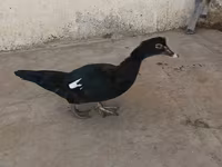 Ducks — Foto 1