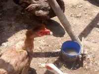Geese — Foto 6