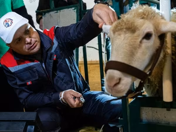 मेढ़ा, Kazakh fat-tailed coarsewool sheep