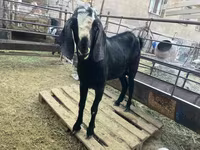 تيس, Nubian Goat — الصورة 4