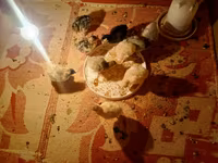 Turkeys — Foto 2