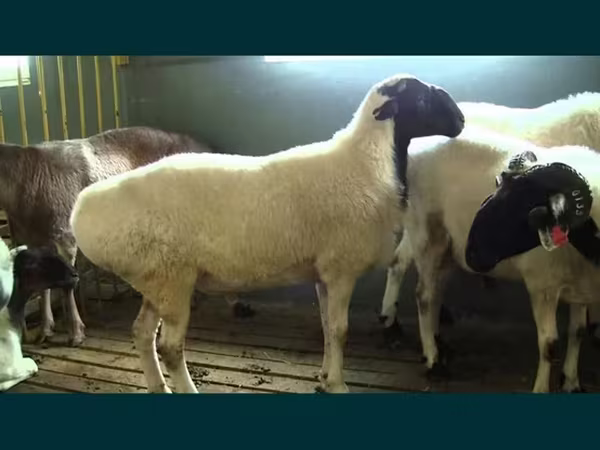 Carnero, Ovejas