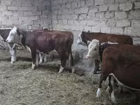 Sigir, Qozog'iston oq boshli sigir — 1-rasm