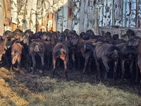 Schaf, Hissar sheep — Foto 5